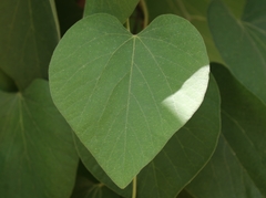 Aristolochia tomentosa