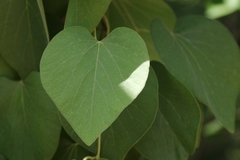 Aristolochia tomentosa