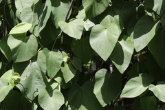 Aristolochia tomentosa