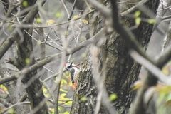 Dryobates cathpharius