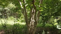 Acer skutchii