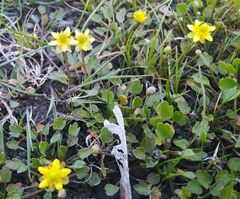 Halerpestes sarmentosa