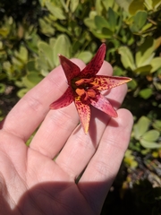 Lilium bolanderi