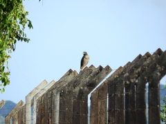 Rupornis magnirostris