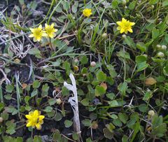 Halerpestes sarmentosa