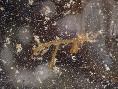 Caprella alaskana
