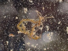 Caprella alaskana