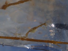 Caprella alaskana
