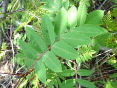 Sorbus decora