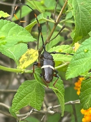 Trachyderes