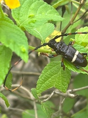 Trachyderes