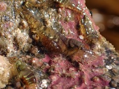 Heptacarpus pugettensis