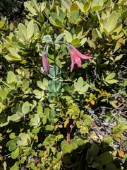 Lilium bolanderi
