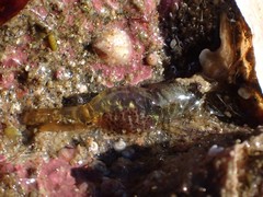 Heptacarpus pugettensis