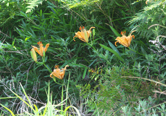 Lilium maculatum