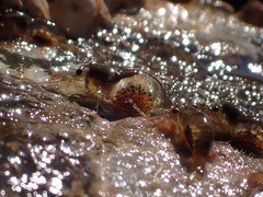 Heptacarpus pugettensis