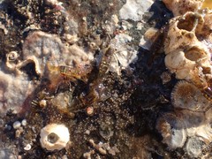 Heptacarpus pugettensis