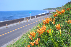 Lilium maculatum