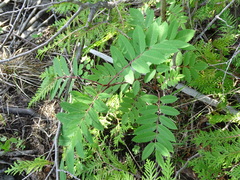 Sorbus decora