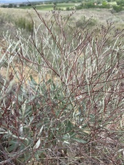 Eriogonum effusum