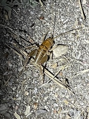 Ceuthophilus californianus
