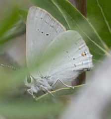 Satyrium sylvinus dryope