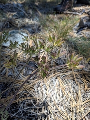 Lomatium macrocarpum