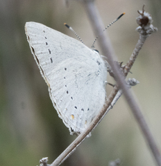 Satyrium sylvinus dryope