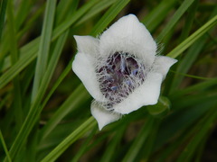Calochortus elegans