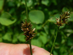Carex hoodii