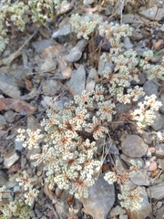 Chaetonychia cymosa