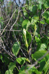 Ipomoea violacea