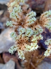 Chaetonychia cymosa