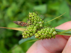 Carex raynoldsii