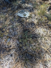 Lomatium macrocarpum