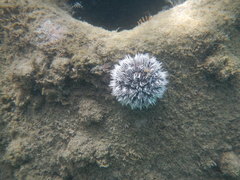 Tripneustes ventricosus