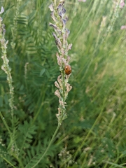 Coccinella septempunctata