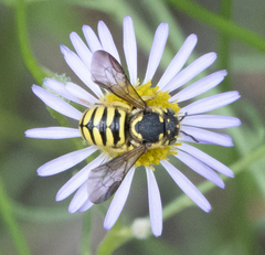 Dianthidium singulare