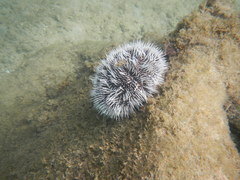 Tripneustes ventricosus