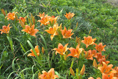 Lilium maculatum