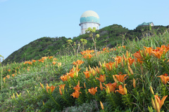Lilium maculatum