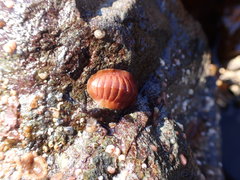 Lepidozona interstincta