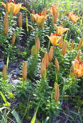 Lilium maculatum