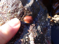 Lepidozona interstincta