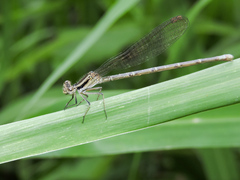 Argia pulla