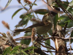 Phylloscopus collybita
