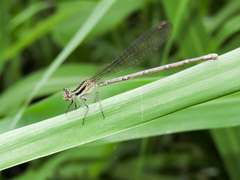 Argia pulla