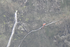 Pericrocotus ethologus