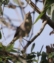Phylloscopus collybita