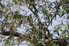 Phylloscopus collybita